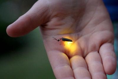 Crucero nocturno de luciérnagas con cena y traslado
