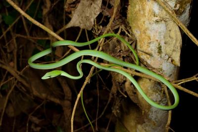Nightwalks en KL: Bukit Kiara