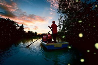 Kuala Selangor Fireflies Tour (Oferta especial)