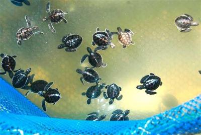 Tour Privado: Cherating Turtle Sanctuary Night Tour de Kuantan