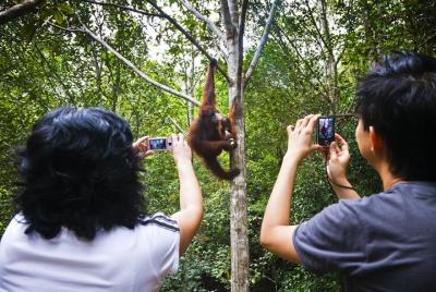 Tour del centro de vida silvestre Sarawak Orangután Semenggoh