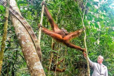 Maravillosa criatura orangután: recorrido por el centro de vida s Maravillosa criatura orangután: recorrido por el centro de vida s