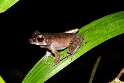 Tour de ranas nocturnas en el Parque Nacional Kubah Tour de ranas nocturnas en el Parque Nacional Kubah