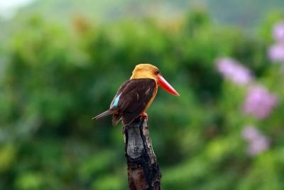 Tour vespertino de observación de aves en Langkawi