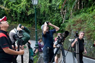 Una tarde de observación de aves en Langkawi