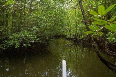 Excursión a los manglares de Tanjung Rhu con almuerzo y traslados
