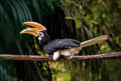  Excursiones Miri City y Piasau Nature Reserve