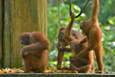 Centro de rehabilitación Sepilok Orang Utan con almuerzo en Engli