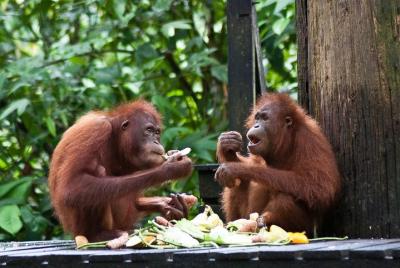 Sepilok Orang Utan, Sun Bear y Sandakan City Tour