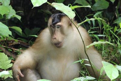 Excursión privada de un día a la vida salvaje de Sandakan Borneo