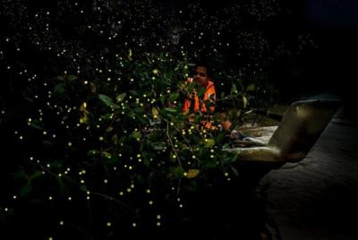 Crucero privado por los manglares con luciérnagas que incluye una