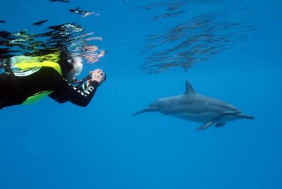 Maafushi: tour de snorkel con delfines y tiburones, jardín de cor