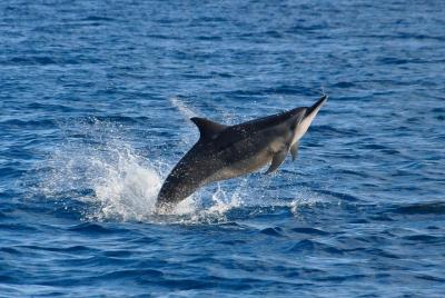 Encuentro de delfines y barbacoa en la isla de Benitiers
