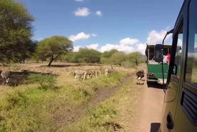 Día completo en Casela World of Adventures