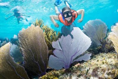 Tour de esnórquel en barco de balá en mar abierto