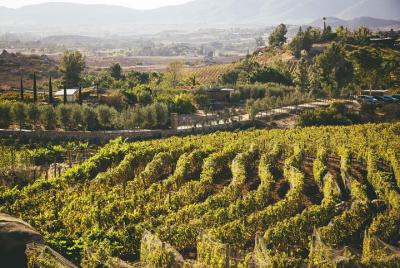 Ansell Wine Tours Valle Experience