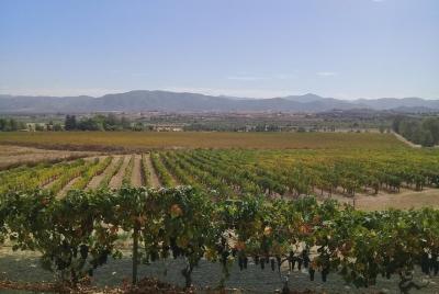 tours de vino y servicio de conductor a través del valle de guada