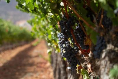 Ruta del Vino Valle de Guadalupe, Todo Incluido por AKA Expeditio