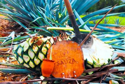 Tour exprés de tequila de día completo en México