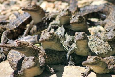 Eco Tour - Tortugas, cocodrilos y playa