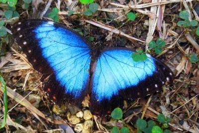 Tour Parque Botánico Hagia Sofia con alimentos