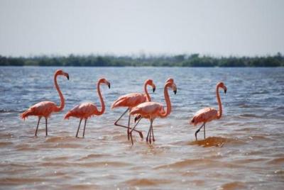 HOLBOX ISLAND TOUR - desde Holbox (Privado) HOLBOX ISLAND TOUR - desde Holbox (Privado)