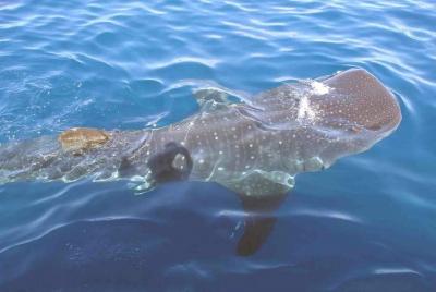 Aventura para grupos con tiburones ballena desde Isla Holbox Aventura para grupos con tiburones ballena desde Isla Holbox