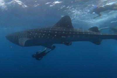 Nade con tiburones ballena en un tour privado Nade con tiburones ballena en un tour privado