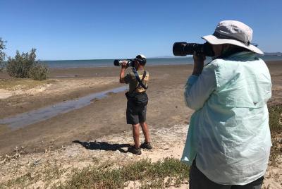Actividad de observación de aves de 4 horas en La Paz