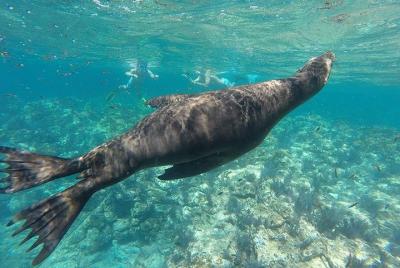 Excursión de un día a la isla Espíritu Santo