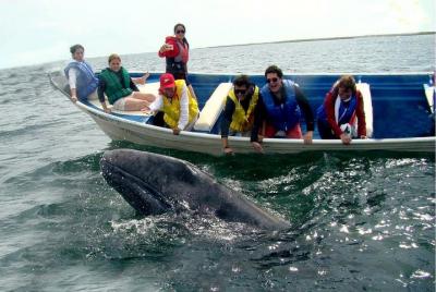Tour Ballenas desde La Paz 