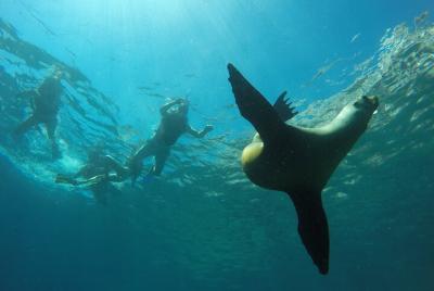 Isla Espíritu Santo Maravillas y Paddleboard 1-4 Tour con tarifa 