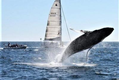 Excursión de avistamiento de ballenas en Los Cabos Excursión de avistamiento de ballenas en Los Cabos