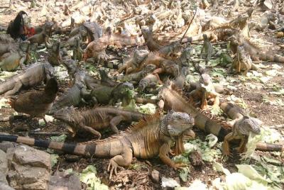 colima cultural y volcan