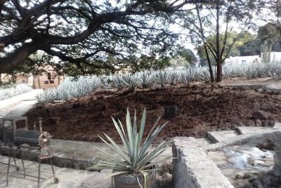 Circuito de 7 días oeste: México, San Miguel, Guadalajara, Moreli