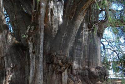 Recorrido Mitla y Los Caminos del Mezcal Desde Oaxaca