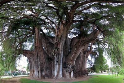 Mitla, Tule, Tlacolula y Teotilán Mitla, Tule, Tlacolula y Teotilán