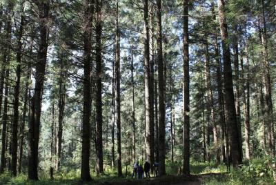 Recorrido por la Sierra Juárez desde Oaxaca Recorrido por la Sierra Juárez desde Oaxaca