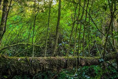 Excursión de Día Completo a Bosque de Bromelias desde Oaxaca