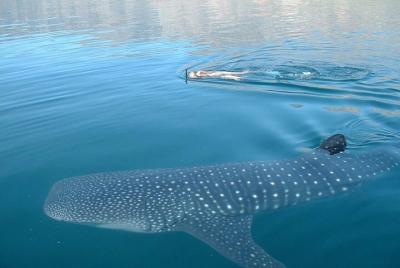Tour privado de natación con tiburón ballena desde Tulum
