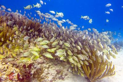 Snorkeling en el impresionante arrecife de Playa del Carmen