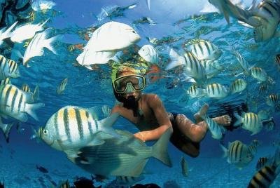 Increíble snorkel de arrecife en Puerto Morelos con transporte re Increíble snorkel de arrecife en Puerto Morelos con transporte re