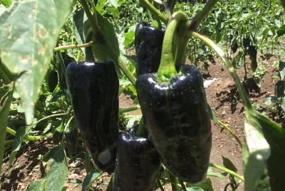 Recorrido de Medio Día del Chile en Nogada