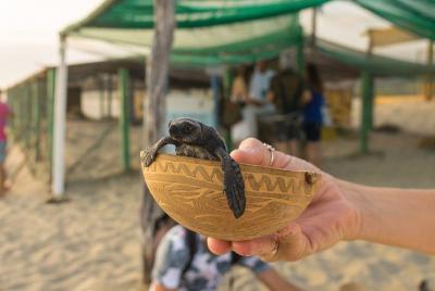Liberación de tortugas marinas en Puerto Escondido