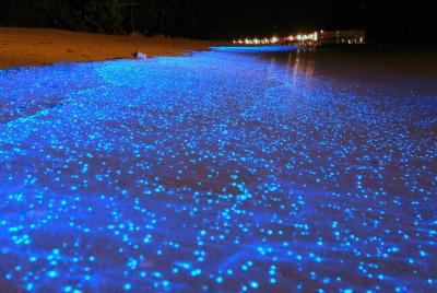 Laguna bioluminiscente, paseo en barco y baño en Puerto Escondido