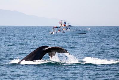 Avistamiento de ballenas