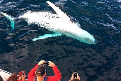 Avistamiento de Ballenas en Crucero en Puerto Vallarta Todo Inclu