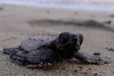 Encuentro con la naturaleza en el campamento de tortugas marinas