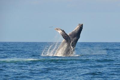 Experiencia Eco de Avistamiento de Ballenas en Puerto Vallarta