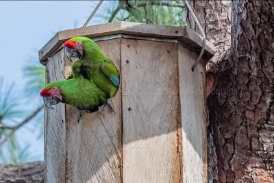 Tour Santuario de Guacamayos y Jardín Botánico de Vallarta